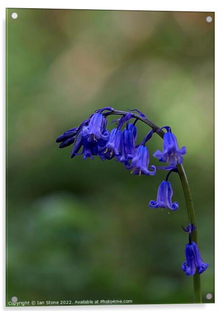 Common bluebell Acrylic by Ian Stone