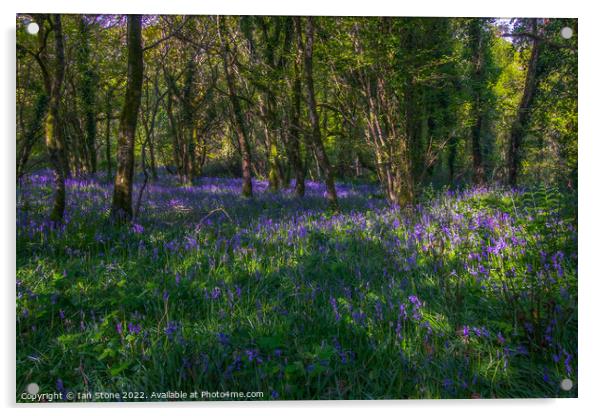Devon Bluebell woods  Acrylic by Ian Stone