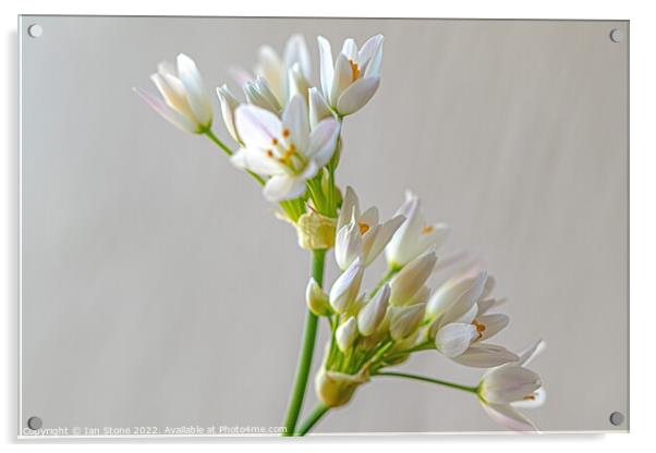 White Allium flowers  Acrylic by Ian Stone