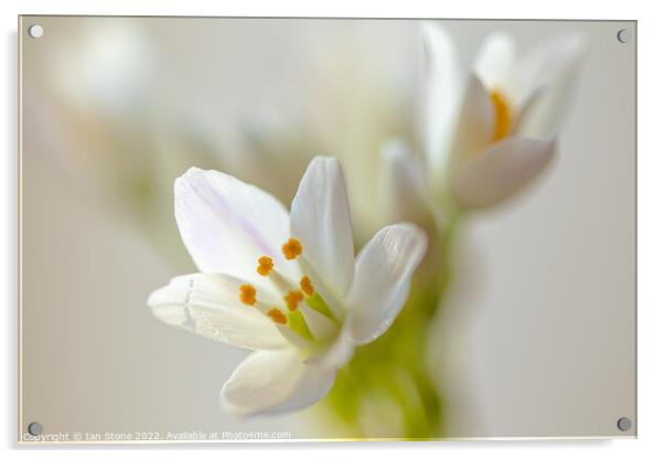 Allium flowers  Acrylic by Ian Stone