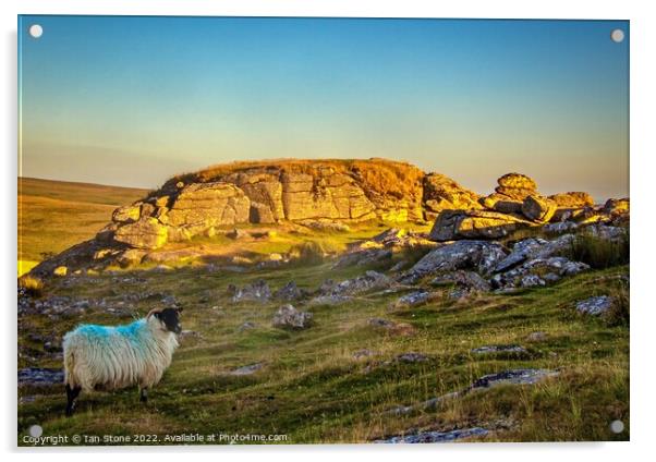 Serene Sheep Basking in Sunset Glow Acrylic by Ian Stone
