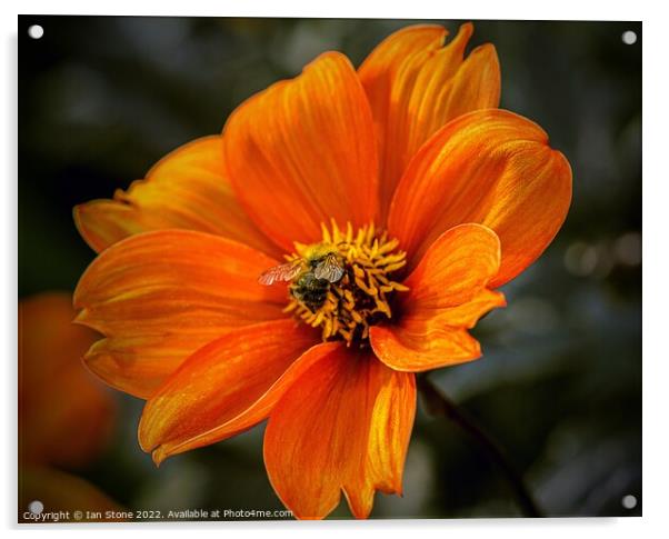 Vibrant Orange Dahlia Bloom with bee Acrylic by Ian Stone
