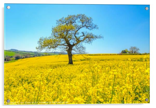 Beauty in Yellow Acrylic by Ian Stone