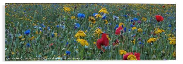 Wonderful wildflowers Acrylic by Ian Stone
