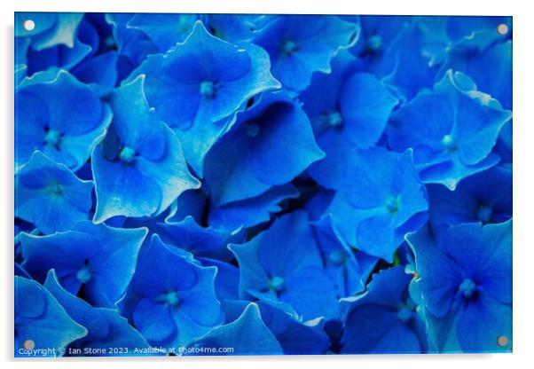 Blue Hydrangea Acrylic by Ian Stone