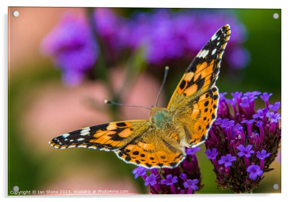 Painted Lady on Verbena Flowers  Acrylic by Ian Stone