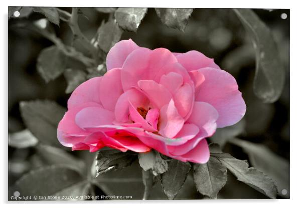 Pink rose  Acrylic by Ian Stone