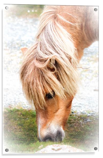 Dartmoor pony Acrylic by Ian Stone