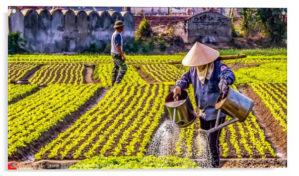 The Women of Vietnams Crop Fields Acrylic by Ian Stone
