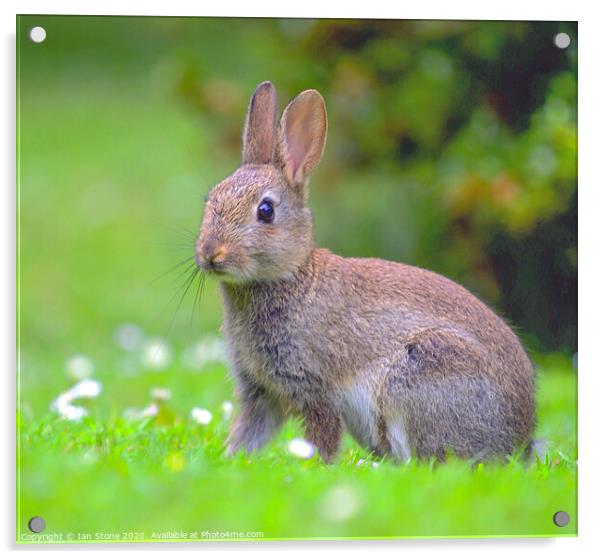 Wild young rabbit  Acrylic by Ian Stone