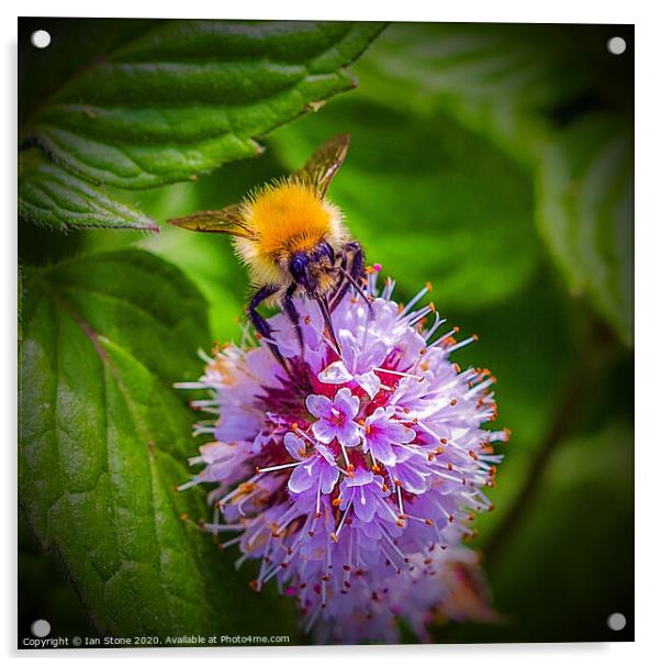  Bumblebee  on flower  Acrylic by Ian Stone