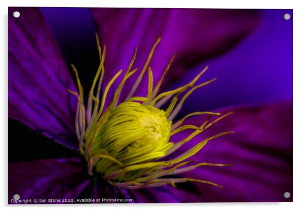 Clematis flower Acrylic by Ian Stone