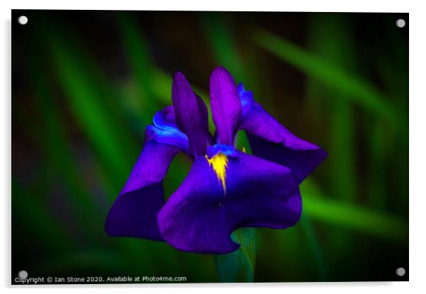 Iris flowers  Acrylic by Ian Stone