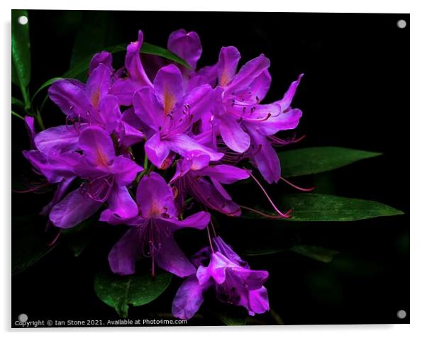 Rhododendron flowers  Acrylic by Ian Stone