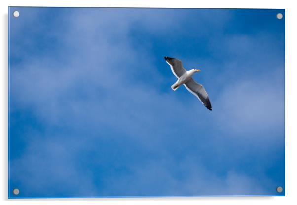 Seagull in Blue Acrylic by Hemerson Coelho