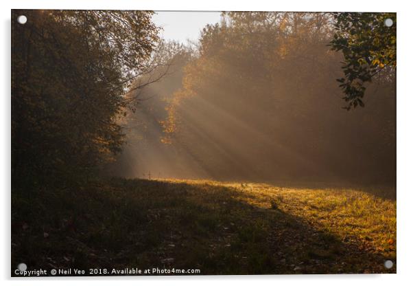 sunlit woodland Acrylic by Neil Yeo