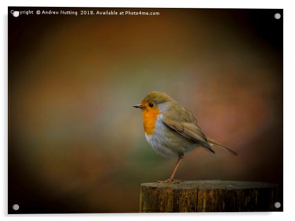 Red Robin Acrylic by Andrew Nutting