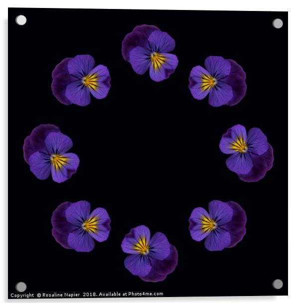 Ring of pansies Acrylic by Rosaline Napier