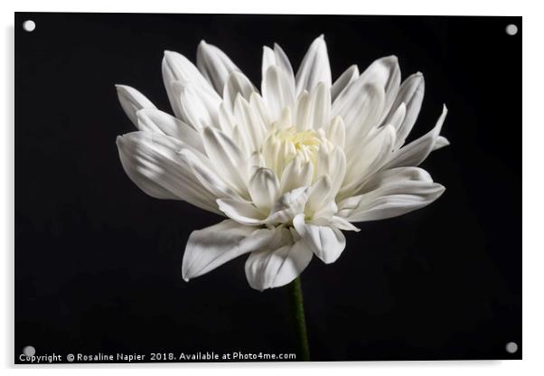 Single white chrysanthemum on black background Acrylic by Rosaline Napier