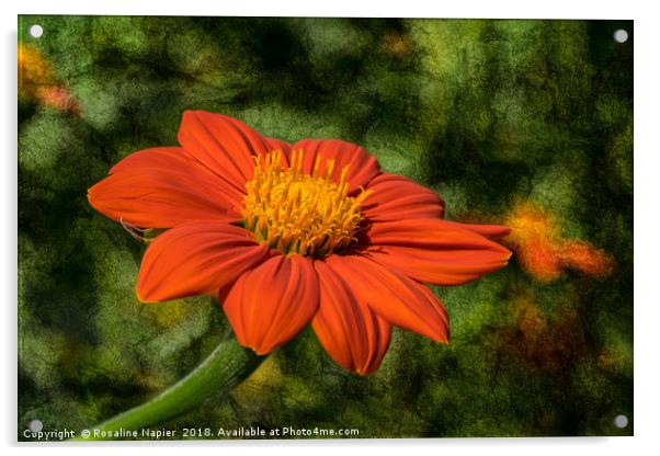 Mexican Sunflower on textured background Acrylic by Rosaline Napier