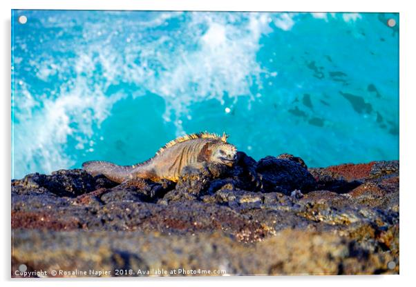 Sleeping marine iguana on Galapagos shoreline Acrylic by Rosaline Napier