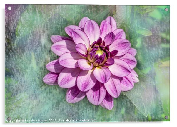 Pink dahlia with paint effect background Acrylic by Rosaline Napier