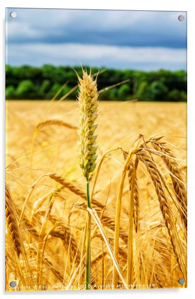 Single stem of wheat Acrylic by Rosaline Napier