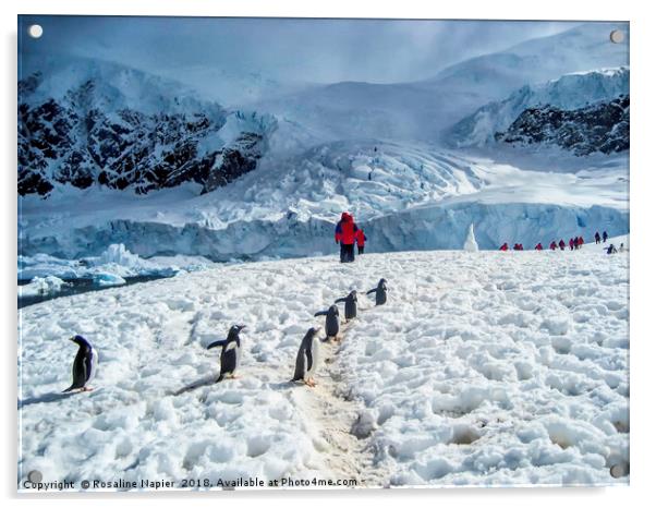 Antarctic Penguin Walk Acrylic by Rosaline Napier