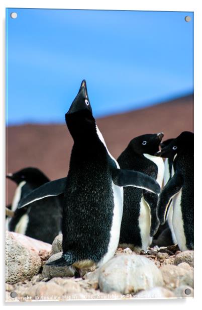 Penguin mating call Acrylic by Rosaline Napier