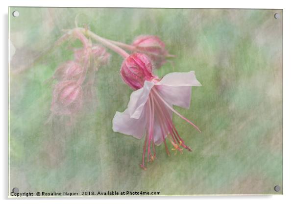 Pink Cranesbill Geranium Acrylic by Rosaline Napier