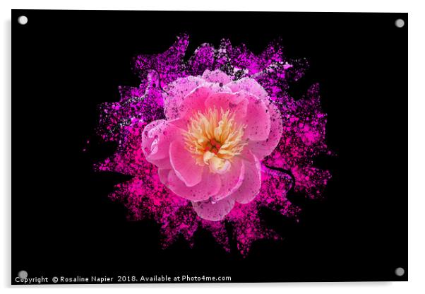 Chinese peony with paint splatter effect Acrylic by Rosaline Napier