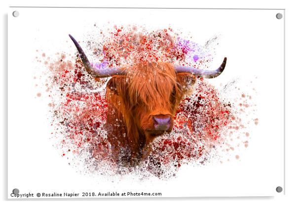 Highland cow with paint splatter Acrylic by Rosaline Napier