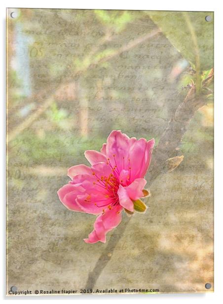 Peach tree blossom with texture Acrylic by Rosaline Napier