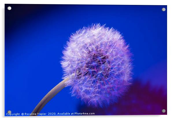 Dandelion seed head blue background Acrylic by Rosaline Napier