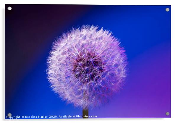 Dandelion head close up blue Acrylic by Rosaline Napier