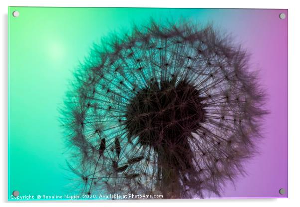 Backlit dandelion Acrylic by Rosaline Napier