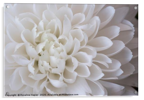White chrystanthemum petals Acrylic by Rosaline Napier