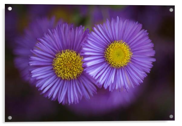 Midsummer Daisy in Lavender Acrylic by Mike Evans