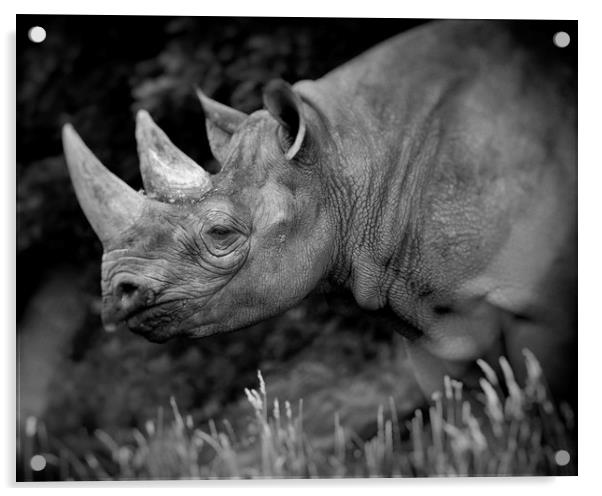Black Rhinoceros Acrylic by Mike Evans
