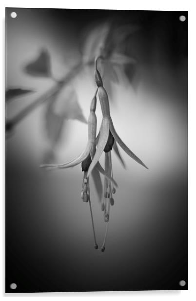 Fuchsia Acrylic by Mike Evans