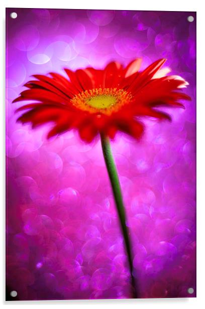 Daisy - Gerbera Experimental / Abstract photograph Acrylic by Mike Evans