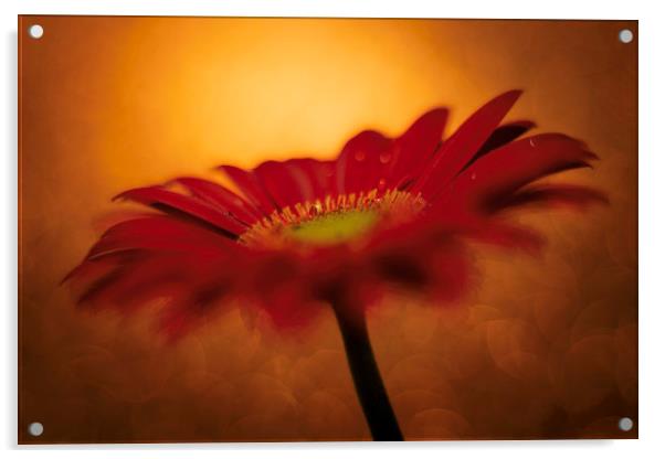 Daisy - Gerbera Experimental / Abstract photograph Acrylic by Mike Evans