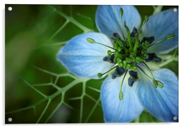 Nigella damascena in Blue and Green. Acrylic by Mike Evans