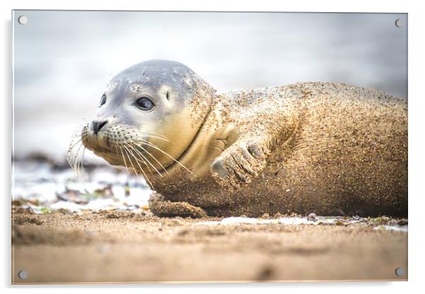 Seal Pup on the Beach. Acrylic by Mike Evans