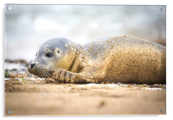 Seal Pup on the Beach. Acrylic by Mike Evans