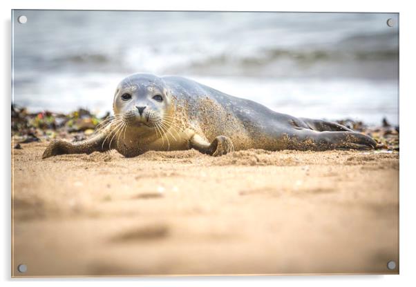 Seal Pup on the Beach. Acrylic by Mike Evans