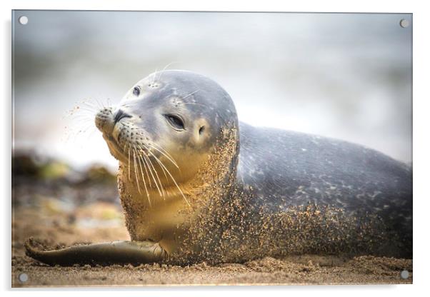 Seal Pup on Scarborough Beach. Acrylic by Mike Evans