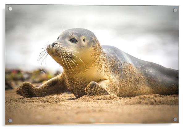 Seal Pup on Scarborough Beach. Acrylic by Mike Evans