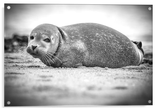 Seal Pup on Scarborough Beach. Acrylic by Mike Evans