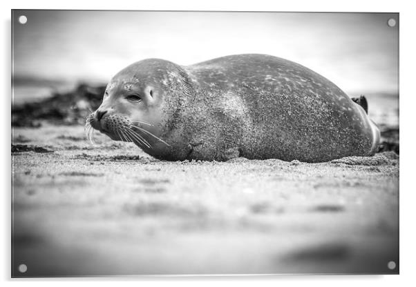 Seal Pup on Scarborough Beach. Acrylic by Mike Evans